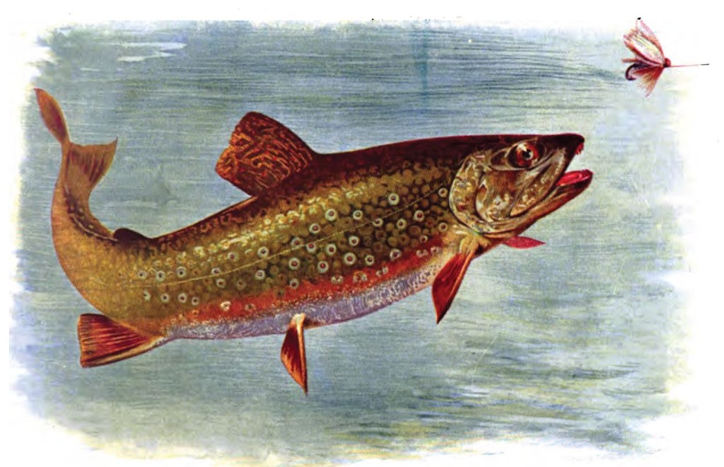 BrookTroutAmericanFishes