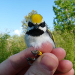 Golden-winged Warbler, photo by Gunnar Kramer