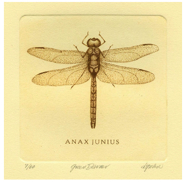 david spohn dragonfly