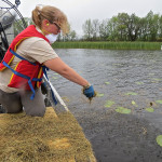 Technicians from the Fond du Lac Band of Lake Superior Chippewa seed wild rice in the St. Louis River Estuary, fall, 2015. Photo by Cheryl Katz.