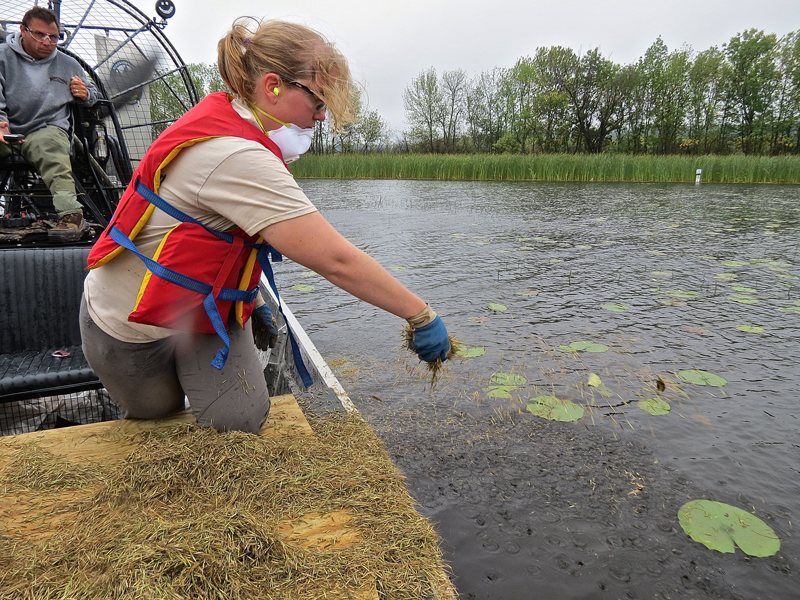 Technicians from the Fond du Lac Band of Lake Superior Chippewa seed wild rice in the St. Louis River Estuary, fall, 2015. Increased funding from the Great Lakes Restoration Initiative and Minnesota’s Outdoor Heritage Fund, among other sources, has enabled the band to increase its conservation efforts. Photo: Cheryl Katz.