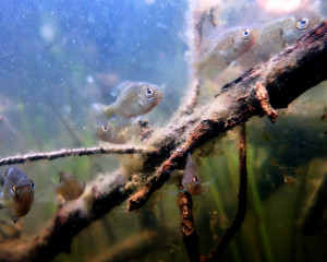 Fish are curious about John, Mystery Lake near Minong, WI.