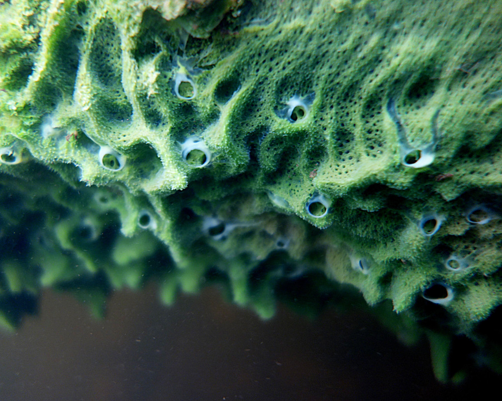 Sponge close-up by Jon, Namekagon River, St. Croix National Scenic Riverway near Cable.