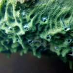 Sponge close-up by Jon, Namekagon River, St. Croix National Scenic Riverway near Cable.