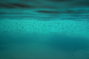 'School in Blue' by Lydia. Taken in Lake Superior near Houghton Falls, Washburn, WI.