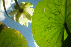 'Things are Looking Up' by Lexie, taken in Mackenzie Lake, near Frederic, WI.