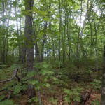 Sugar maple stand near Grand Portage, free of deer browsing. Photo by Paul Ojanen.