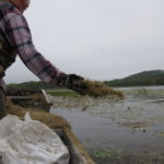 Seeding wild rice in the St. Louis River. Photo by Cheryl Katz. Used with permission.