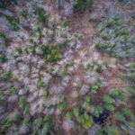 In northern Minnesota, most tree planting takes place in the early spring. Here, quaking aspen are surrounded by white spruce and balsam fir. Photo ©2017/Christian Dalbeck Photography