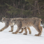 An 8,065 square-mile region in northeastern Minnesota is defined as critical habitat for threatened lynx in the Lower 48 under the Endangered Species Act. Photo © Thomas Spence