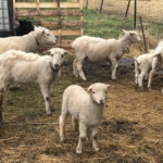 A small flock of sheep enjoy a spring day at Clover Valley Farms near Duluth. Photo: Stephanie Hemphill