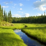 A creek running through an old beaver meadow, or beaver pond that has drained and become a meadow, near Junction Bay in Voyageurs National Park. Photo by Tom Gable.