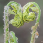 Cinnamon fern. © Dominique Braud
