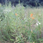 Gruchow Memorial Prairie. Photo by Chuck Kernler