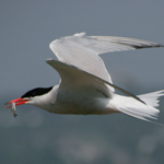 Tern-flying.jpeg