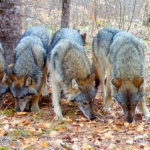 Wolf pups from Voyageurs National Park