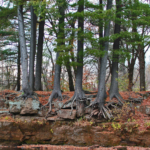 Pines on the St. Croix River