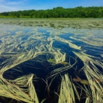 Wild rice on a lake