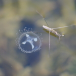Freshwater jellyfish with water glider