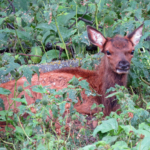 Elk calf