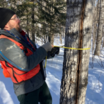 A special tape measure allows Chandler Johnson to measure diameter at breast height without having to do calculations in the field.
