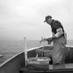 Walter Sve picks herring from his nets. Photo by Arnold Alanen.