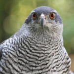 Northern goshawk
